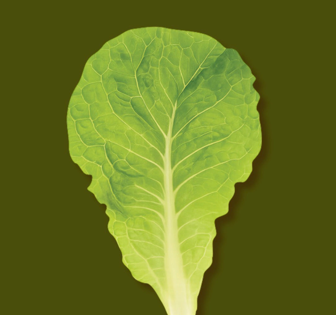 韓國Eight Mart 燒肉拼盤便條貼：野菜類 （秀珍菇、娃娃菜、生菜、紫蘇葉）