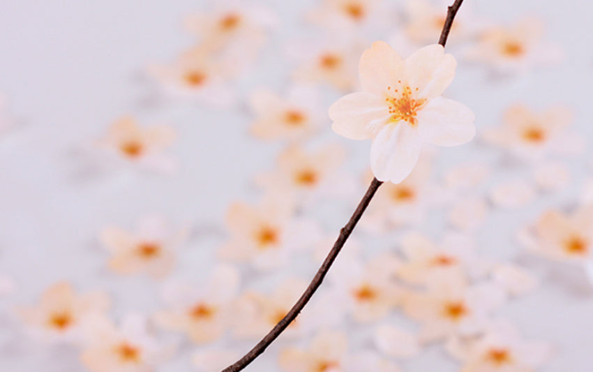 韓國Appree 我們的大自然Sticky Leaf 便條貼Palette (一共4 款） [預購貨品，下單後14天出貨]