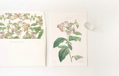 韓國Flower Card Set 系列- May Your Day Blossom(一共6 款）