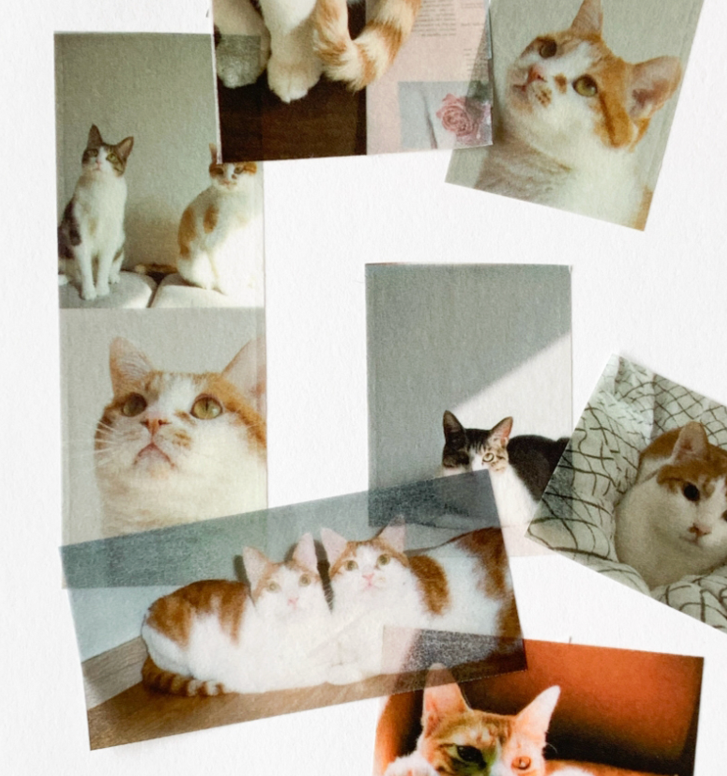 韓國 POPO 紙膠帶* 寶貝貓咪🐱 [預購貨品，下單後14天出貨]