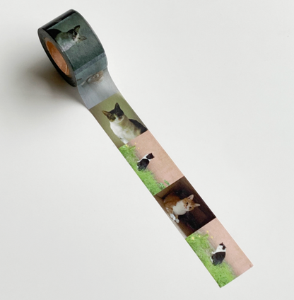 韓國 POPO 紙膠帶* 寶貝貓咪🐱 [預購貨品，下單後14天出貨]